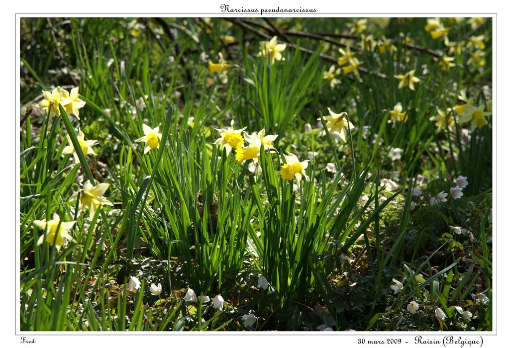 Narcissus pseudonarcissus11
