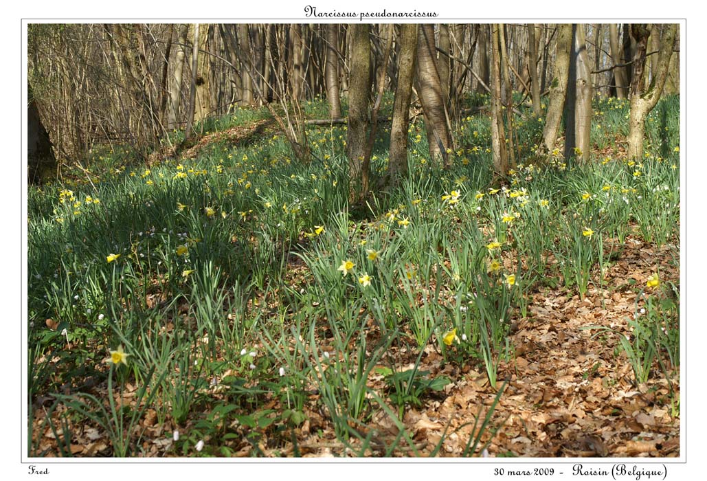Narcissus pseudonarcissus14