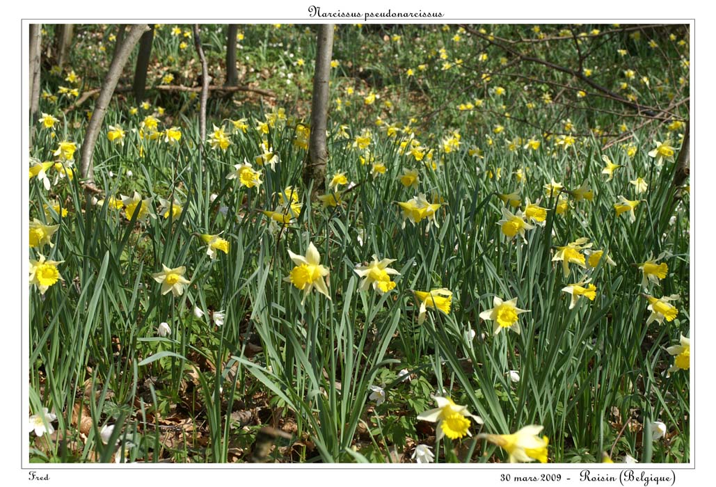Narcissus pseudonarcissus16