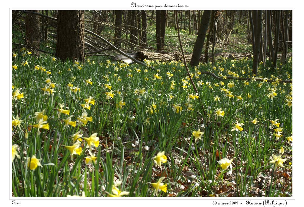 Narcissus pseudonarcissus17