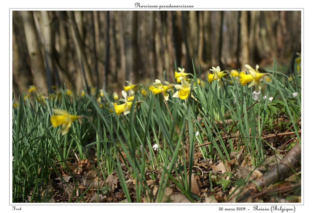 Narcissus pseudonarcissus18