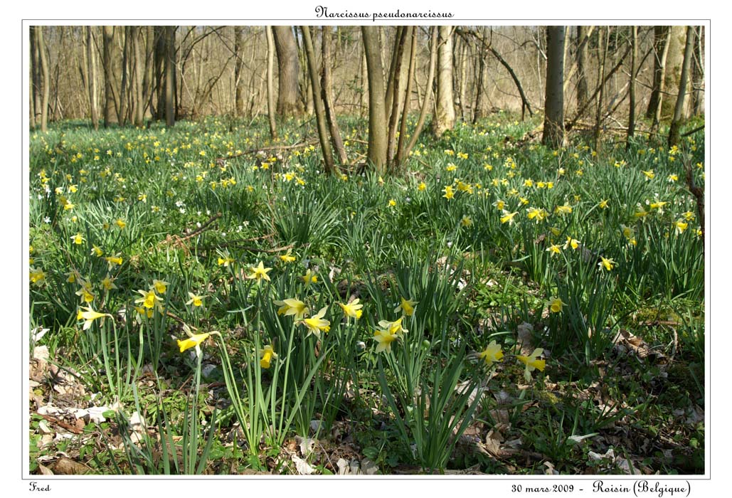 Narcissus pseudonarcissus19