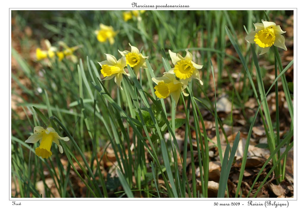 Narcissus pseudonarcissus20