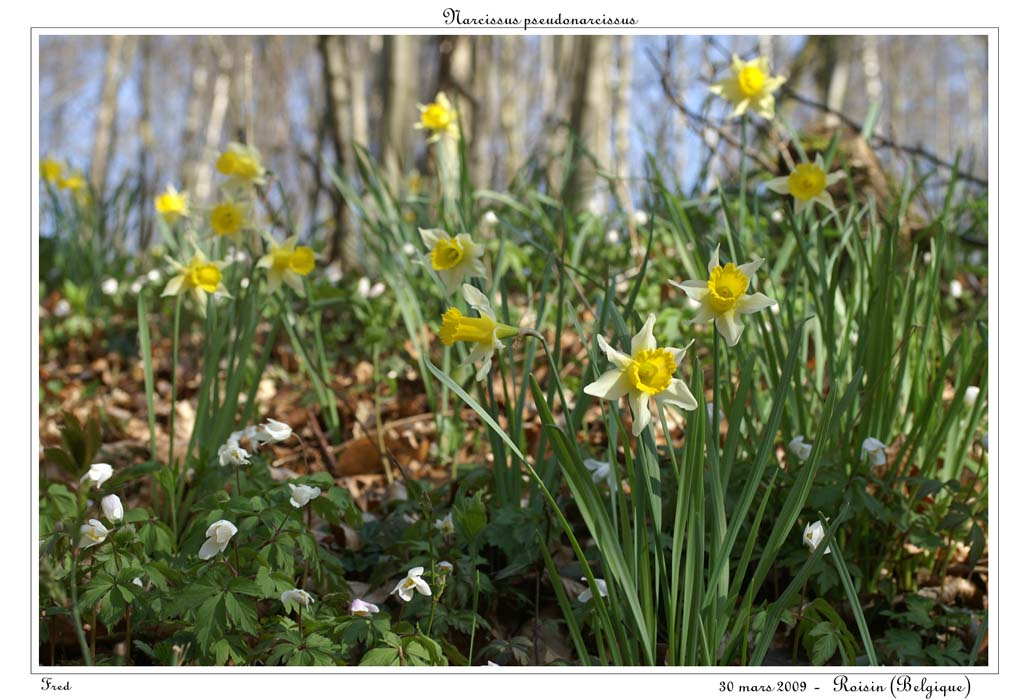 Narcissus pseudonarcissus21