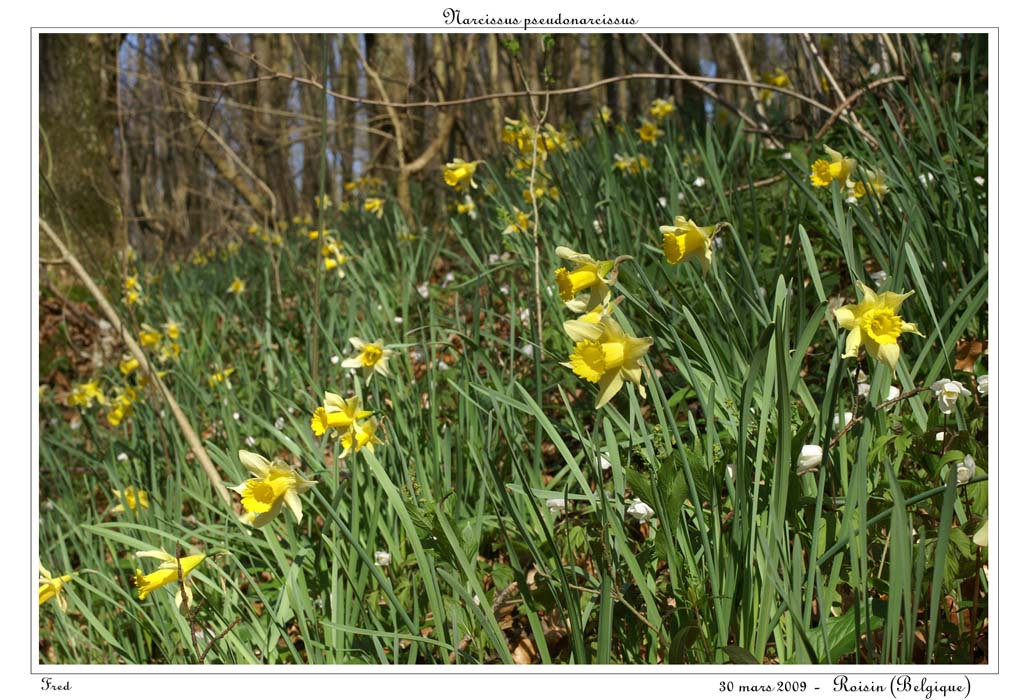 Narcissus pseudonarcissus22