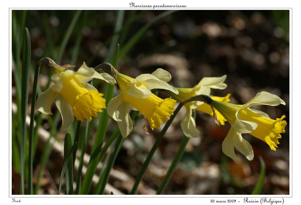 Narcissus pseudonarcissus23