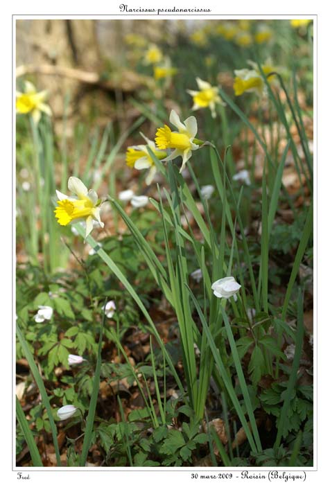 Narcissus pseudonarcissus3