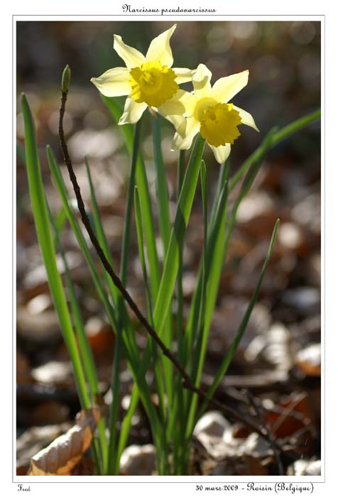 Narcissus pseudonarcissus5