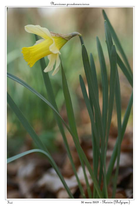 Narcissus pseudonarcissus6
