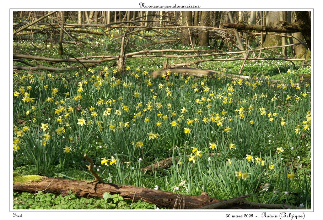 Narcissus pseudonarcissus7