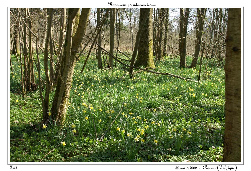 Narcissus pseudonarcissus8