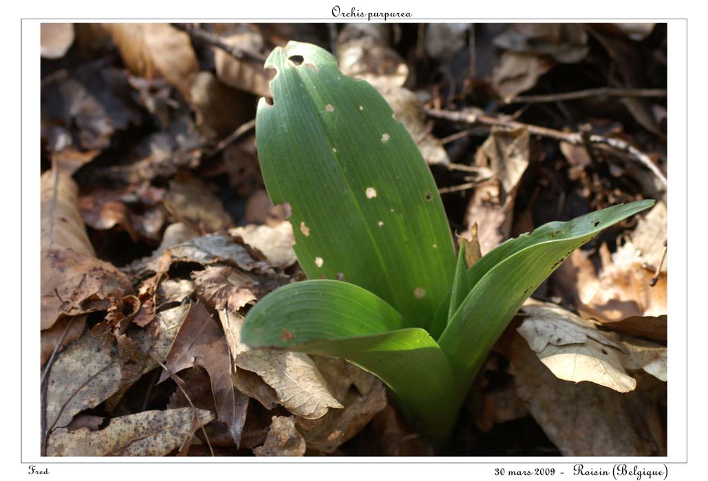 Orchis purpurea