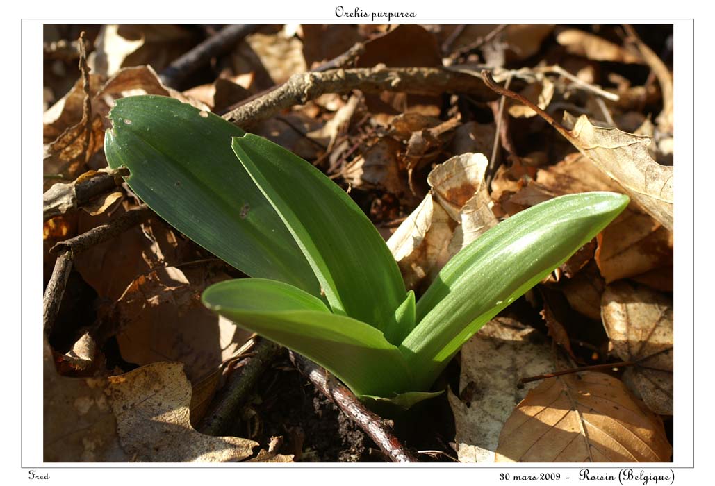 Orchis purpurea2