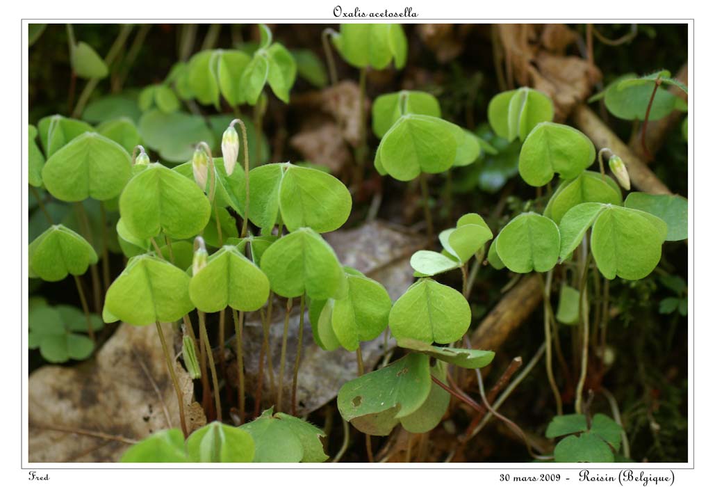 Oxalis acetosella