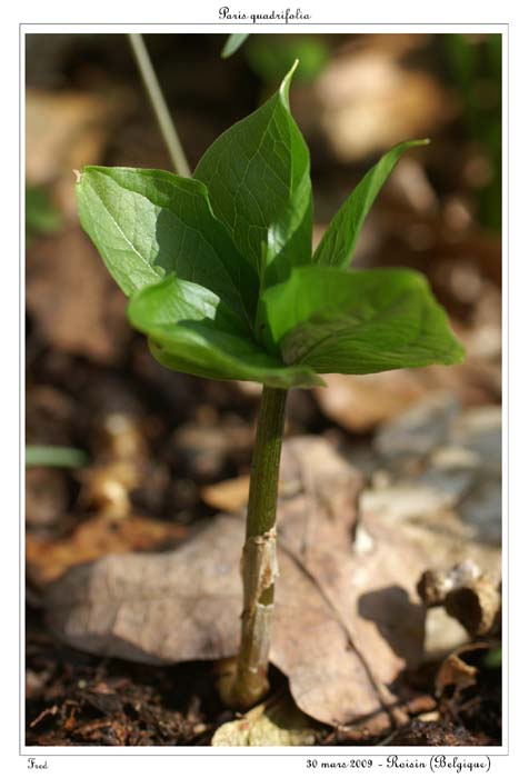 Paris quadrifolia4