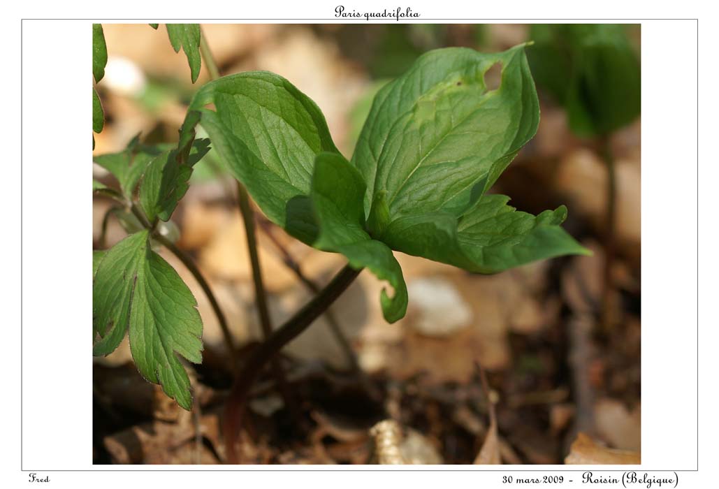 Paris quadrifolia5