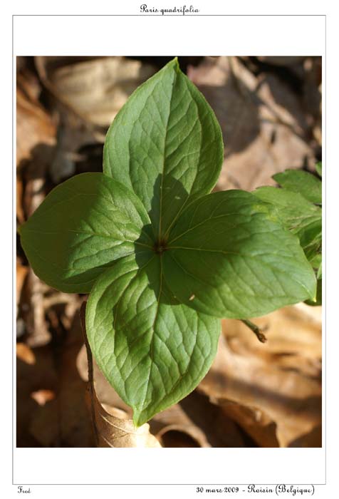 Paris quadrifolia6