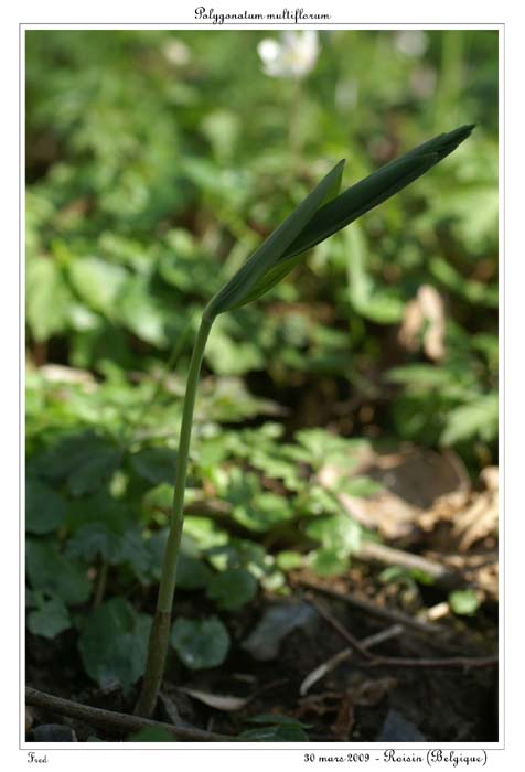 Polygonatum multiflorum2