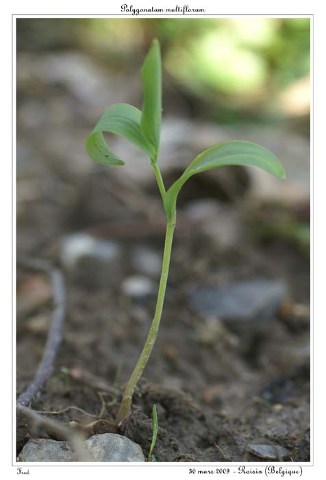 Polygonatum multiflorum3