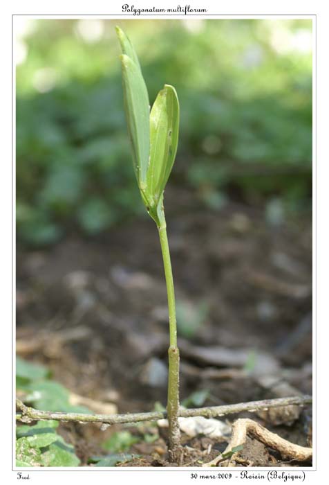Polygonatum multiflorum4