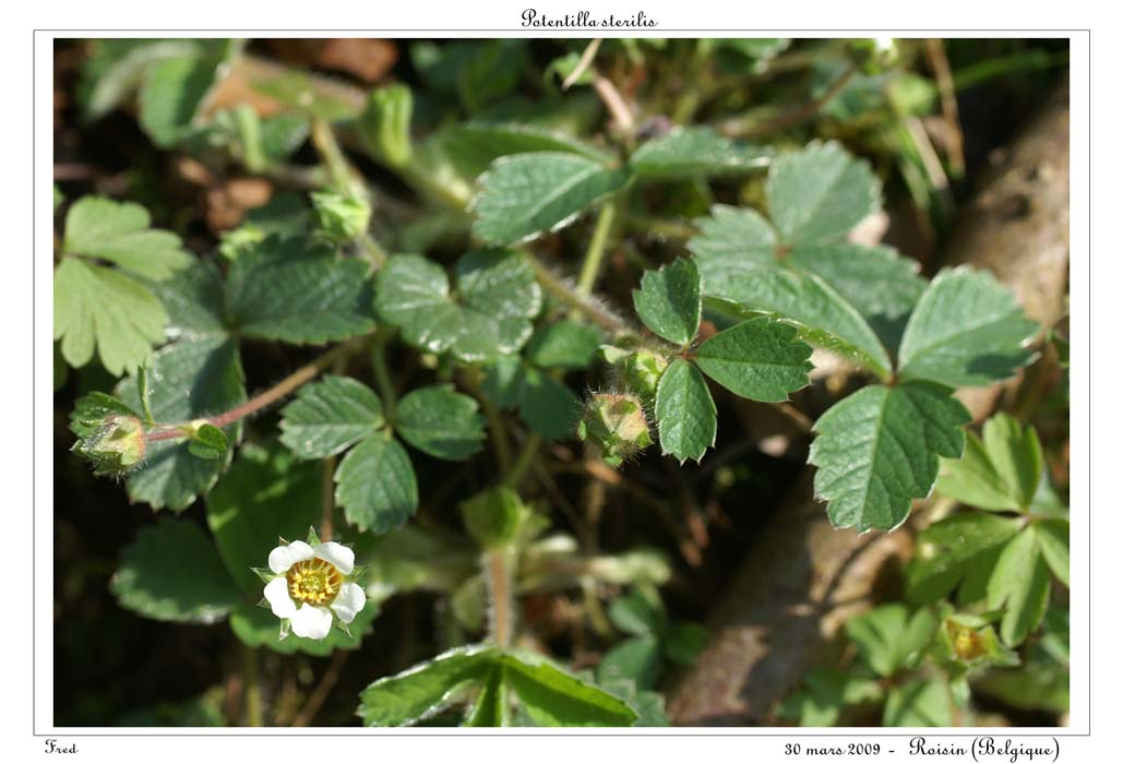 Potentilla sterilis