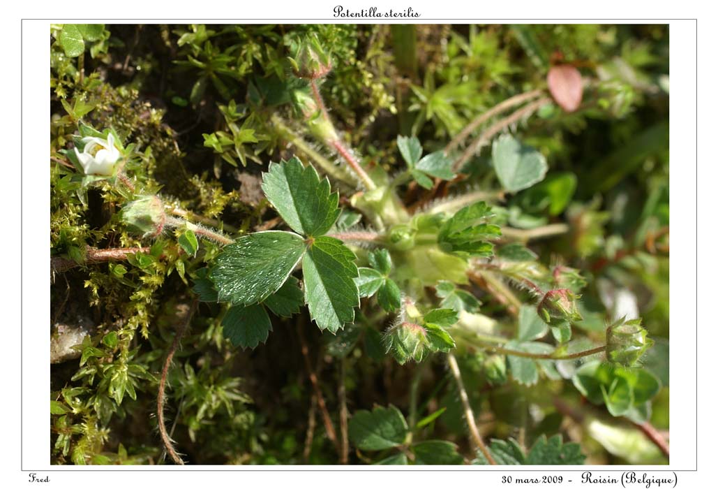 Potentilla sterilis3