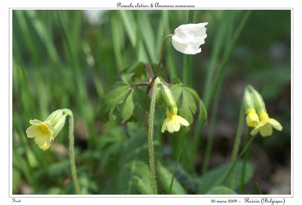 Primula elatior & Anemone nemorosa2