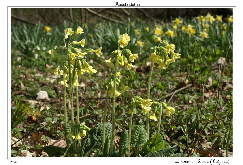 Primula elatior