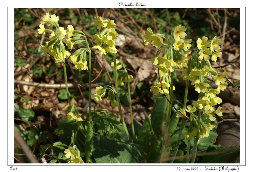 Primula elatior2