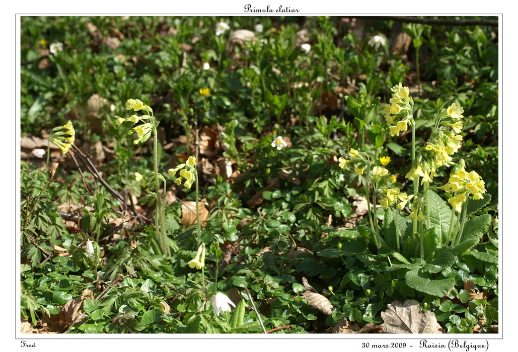 Primula elatior3