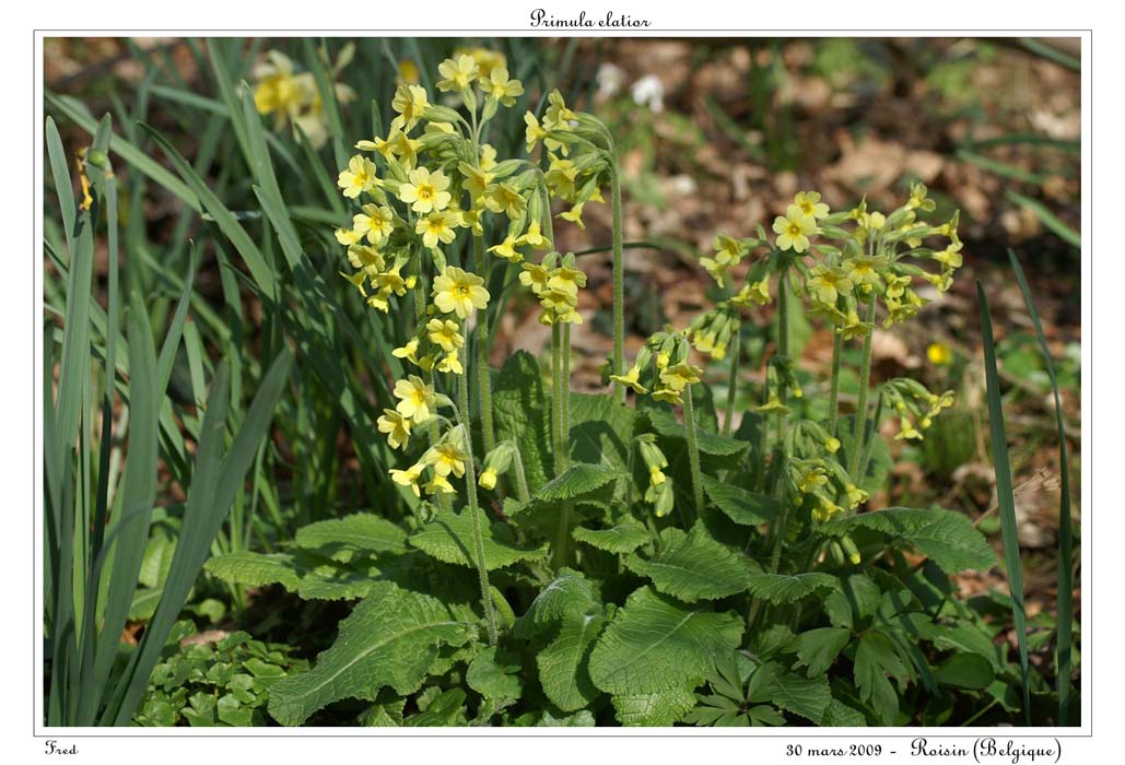 Primula elatior4