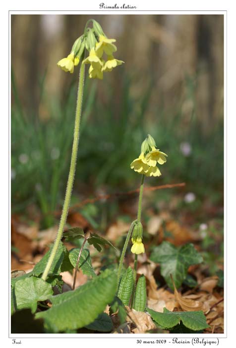 Primula elatior7