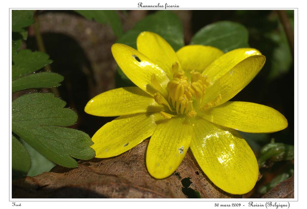 Ranunculus ficaria