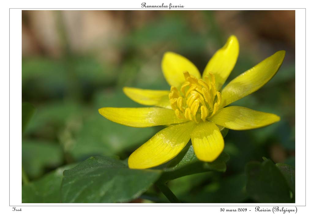Ranunculus ficaria2