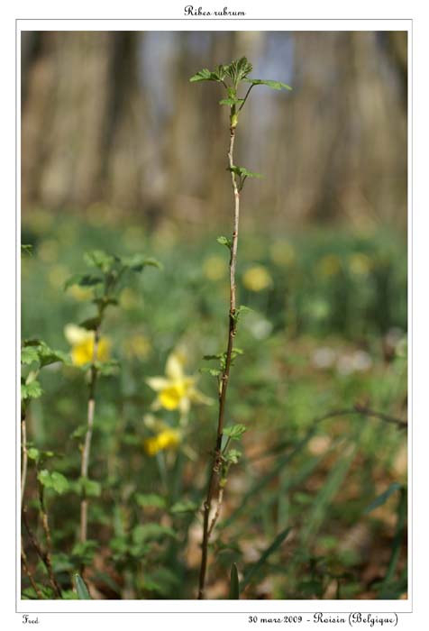 Ribes rubrum