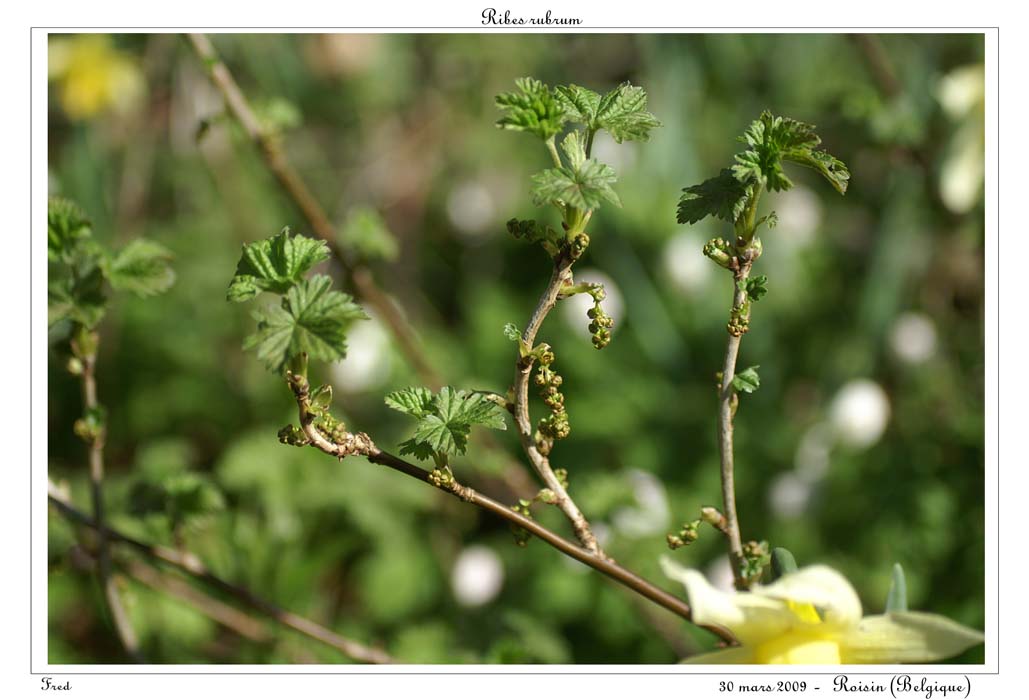 Ribes rubrum4