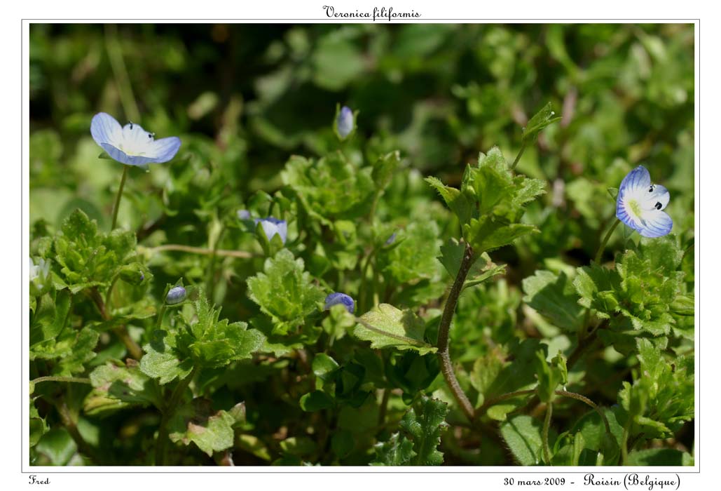 Veronica filiformis