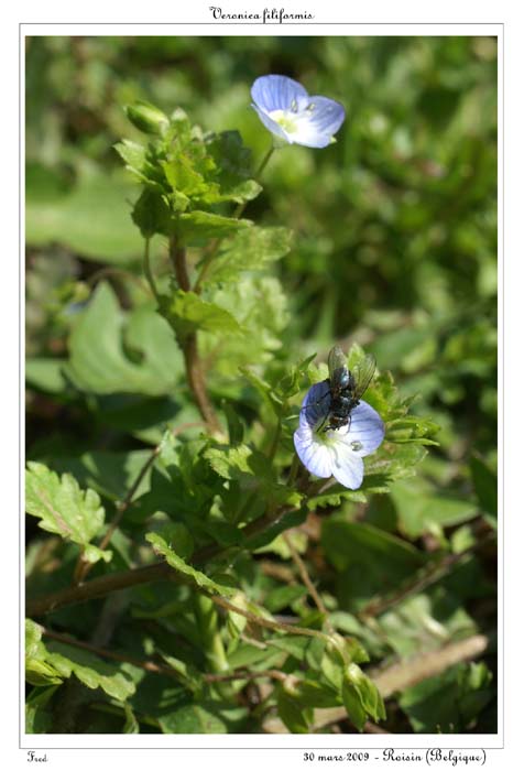 Veronica filiformis4