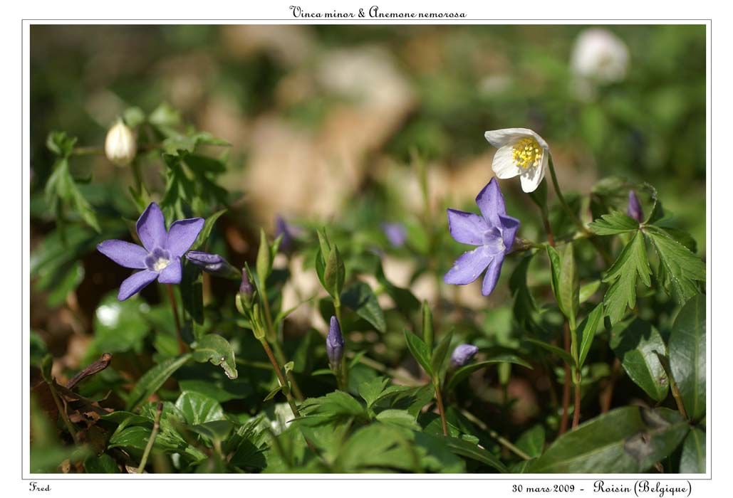 Vinca minor & Anemone nemorosa