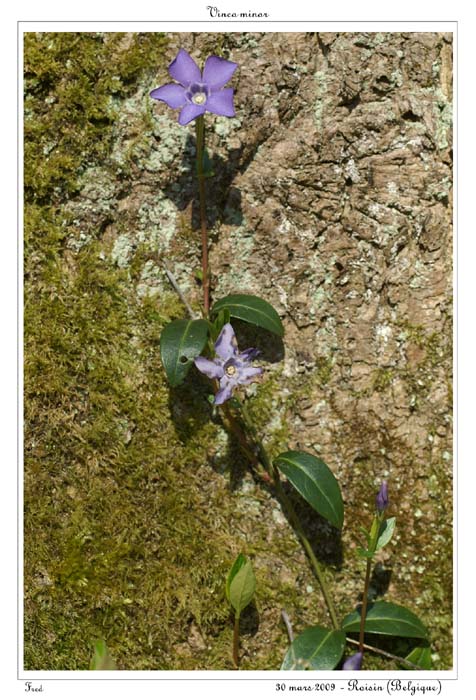 Vinca minor