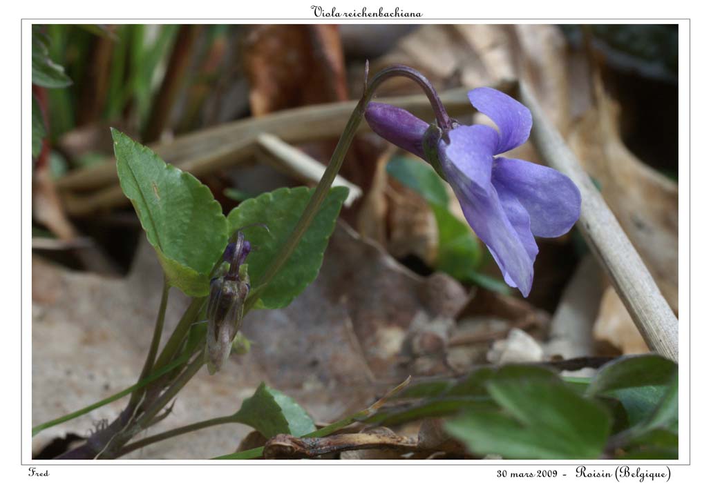 Viola reichenbachiana