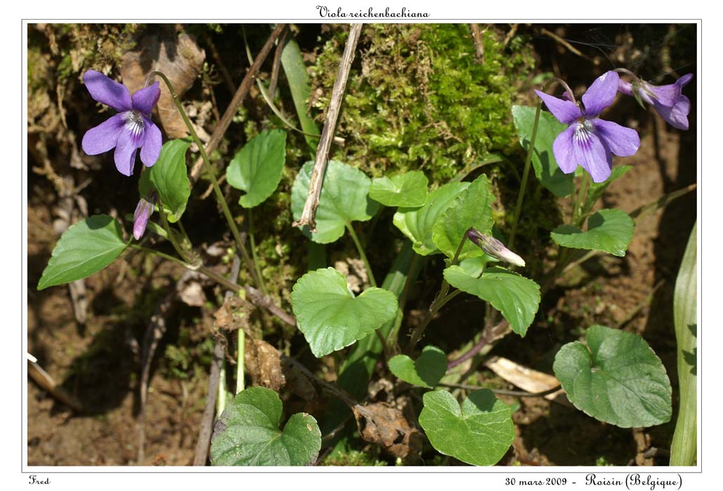 Viola reichenbachiana4
