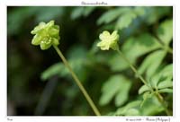 Adoxa moschatellina2