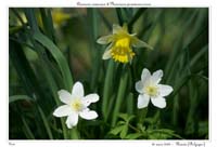 Anemone nemorosa & Narcissus pseudonarcissus