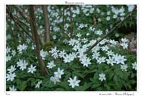 Anemone nemorosa