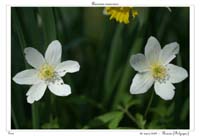 Anemone nemorosa3