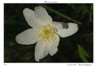 Anemone nemorosa5