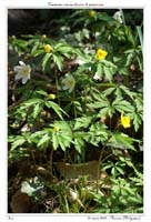 Anemone ranunculoides & nemorosa