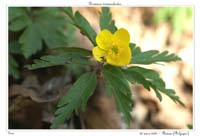 Anemone ranunculoides10