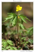 Anemone ranunculoides2